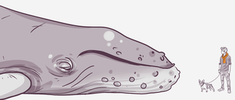 Illustration of a giant whale head in the foreground with a tiny human and a dog standing at a distance to the right, depicting a size comparison.